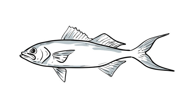 Cartoon style drawing sketch illustration of a queen snapper or Etelis oculatus fish of the Gulf of Mexico on isolated white background.
