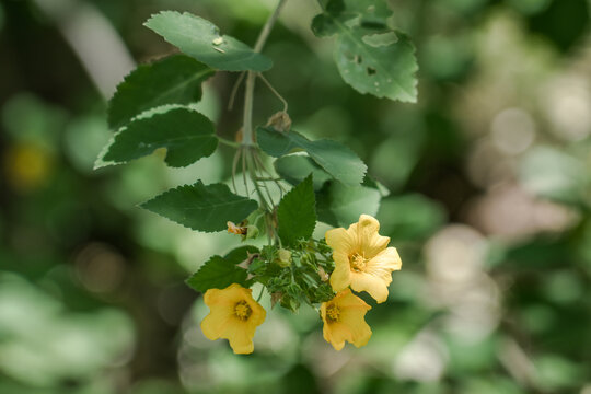 Sida fallax,  yellow ilima or golden mallow, herbaceous flowering plant in the Hibiscus family, Malvaceae, the flower for the islands of Oʻahu, Hawaiʻi, and Abemama, Kiribati. Diamond Head Crater OAHU