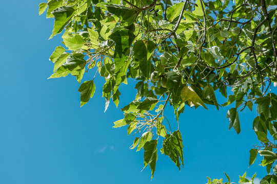 Aleurites moluccanus, the candlenut, spurge family, Euphorbiaceae, kukui nut tree, candleberry, Indian walnut, kemiri, varnish tree, nuez de la India, Diamond Head Crater, Honolulu, Oahu, Hawaii