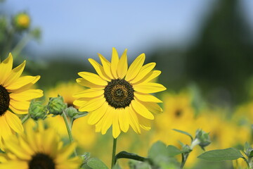 日本で咲いていたひまわり