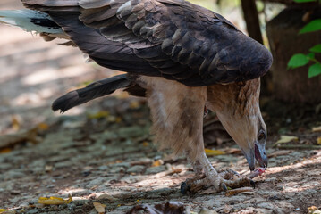 The white bellied sea eagle, Haliaeetus leucogaster, also known as the white breasted sea eagle, is a large diurnal bird of prey in the family Accipitridae