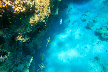 Indo-Pacific sergeant (Abudefduf vaigiensis), also  known as the Sergeant major on coral reef in the Red sea. School of fish undersea