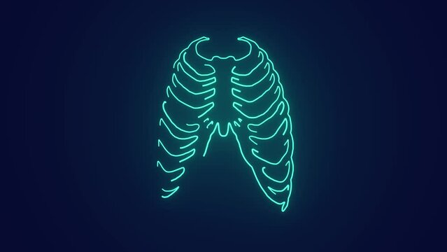 Human skeleton rib cage anatomy medical science animation