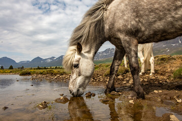 The Famous Icelandic Horses 