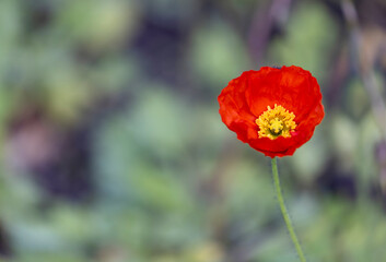 Obraz premium Red poppy, yellow center