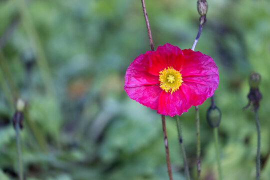 Dark pink poppy with yellow centre