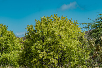 Santalum album, or Indian sandalwood, is a small tropical tree, and the traditional source of sandalwood oil. Diamond Head  Crater, Honolulu, Oahu, Hawaii