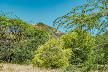 Santalum album, or Indian sandalwood, is a small tropical tree, and the traditional source of sandalwood oil. Diamond Head  Crater, Honolulu, Oahu, Hawaii