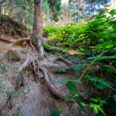 Roots of a tree that come out of the ground on a mountain path, Guadarrama forest, Madrid.
