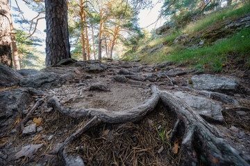 Obraz premium Enchanted forest path with large roots of trees coming out of the ground, Sierra de Guadarrama, Madrid.