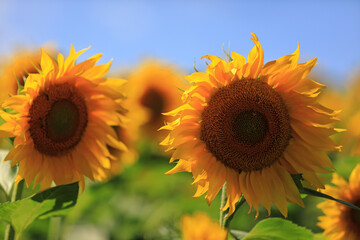 incredibly beautiful sunflowers in the field