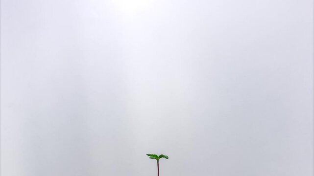 Marijuana Plant Growing Time Lapse TIGHT