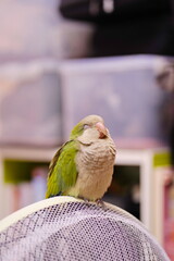 Young green parrot chick quaker is on a fan with a camper. prevent accidents