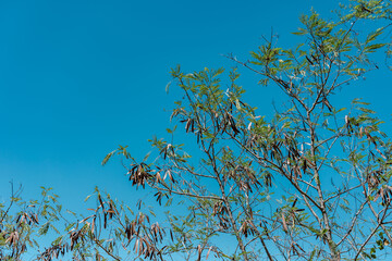 Leucaena leucocephala is a small fast-growing mimosoid tree,jumbay, pearl wattle, white leadtree, river tamarind, ipil-ipil, tan-tan, white popinac, Diamond Head Crater Trail. Honolulu, Oahu, Hawaii