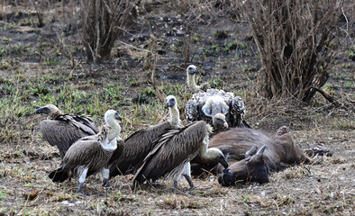 Vultures in feeding frenzy on carcass