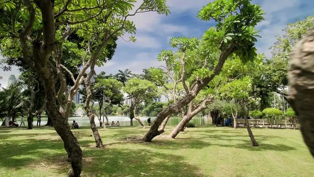 Lumpini Park in Bangkok. Beautiful sunny weather, a place of relaxation for city residents. Urban, Recreation, Nature, Leisure, Tranquil, City Park, Outdoor, Public spaces, Family-friendly, Cultural