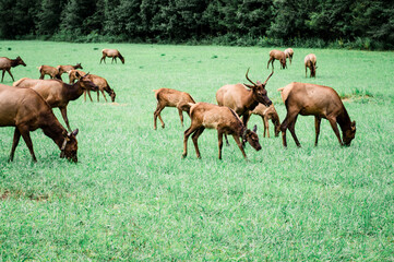 herd of elk