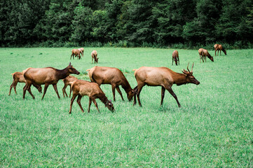 elk in the grass