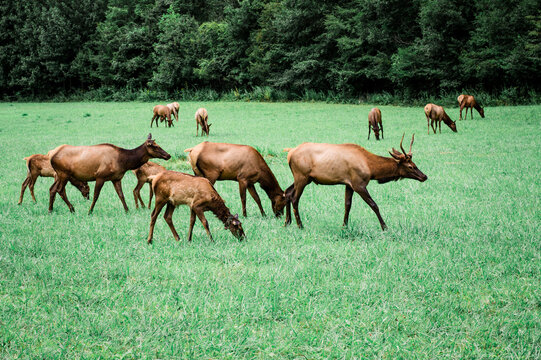 elk in the grass © Shayna
