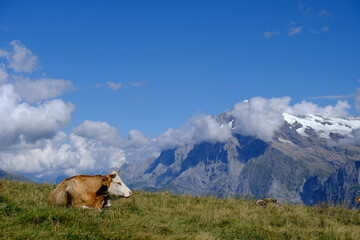 Fototapeta na wymiar cows and alps