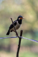 Starling Bird perching on cablech, Sturnus contra, The Indian pied myna or Gracupica contra is a species of starling 