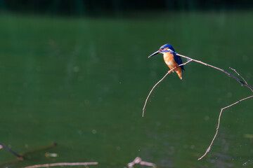 カワセミ