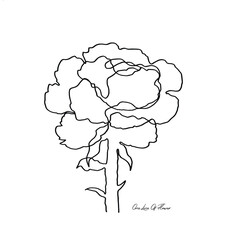 one line drawing  of rose flower minimalist design isolated on white background .Vector illustration for poster, banner, logo,sign  and wallpapper template simple elegant continuous lineart style
