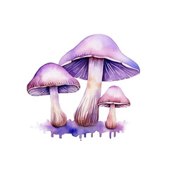 mushroom isolated on white