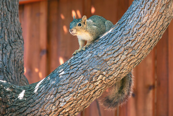squirrel on limb of a large tree in front of a fence 