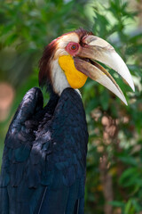 Close up of a male Rhyticeros undulatus bird, The wreathed hornbill is perching on a tree in Borneo forest