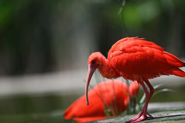 Close up of red bird scarlet ibis in the park, selective focus. 