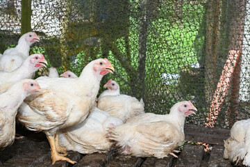 Chicken in poultry farm, White chicken farming industry. selective focus.