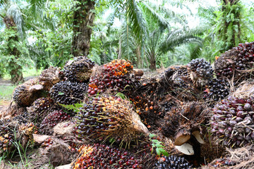 Close up of fresh oil palm fruits, selective focus.