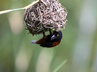 The chestnut-and-black weaver (Ploceus castaneofuscus) building nest in the park. It is found in West Africa from Sierra Leone to southern Nigeria. 