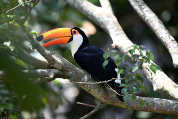Close up of Toco toucan in the park, selective focus. 