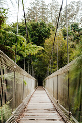 suspension bridge in the forest