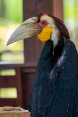 Close up of a male Rhyticeros undulatus bird, The wreathed hornbill is perching on a tree in Borneo forest