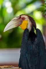 Close up of a male Rhyticeros undulatus bird, The wreathed hornbill is perching on a tree in Borneo forest