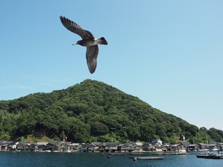 seagull flying over ocean in Japan