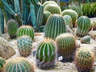 round green cactus plants