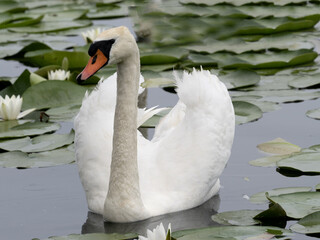 Swan lake with water lilies. Mute swan, Cygnus olor, Neptune, Romania