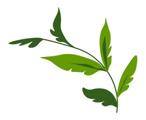 Flora and botany, branch with lush foliage vector