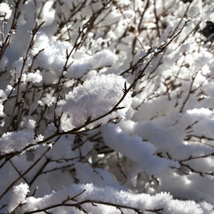 Close-up view of snow-covered bush in winter forest