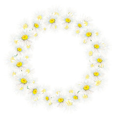 Camomile wreath hand-drawn on white background. Tender watercolor floral illustration of delicate flowers isolated. Meadow wildflower scillfully painted for textile printing, logo, postcards, designs