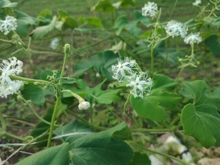 The flower of Eel pare ( Trichosanthes cucumerina) or also known as peria eel is an edible Indonesian flora that can be used as a vegetable.