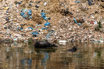 Nil River in Egypt filled with trash and plastic ecological disaster