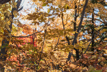 黄葉広がる大沼湖畔の秋
