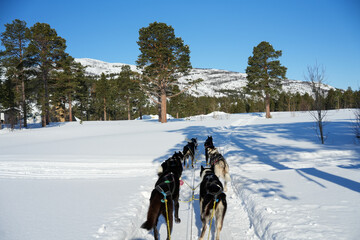 Sibirische Husky Schlittenhunde in Alta Norwegen im Winter - obrazy, fototapety, plakaty