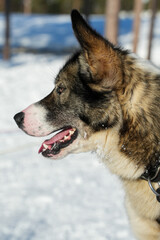 Sibirische Husky Schlittenhunde in Alta Norwegen im Winter