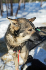 Sibirische Husky Schlittenhunde in Alta Norwegen im Winter